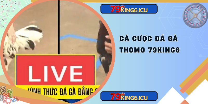 Cá cược đá gà thomo 79king6