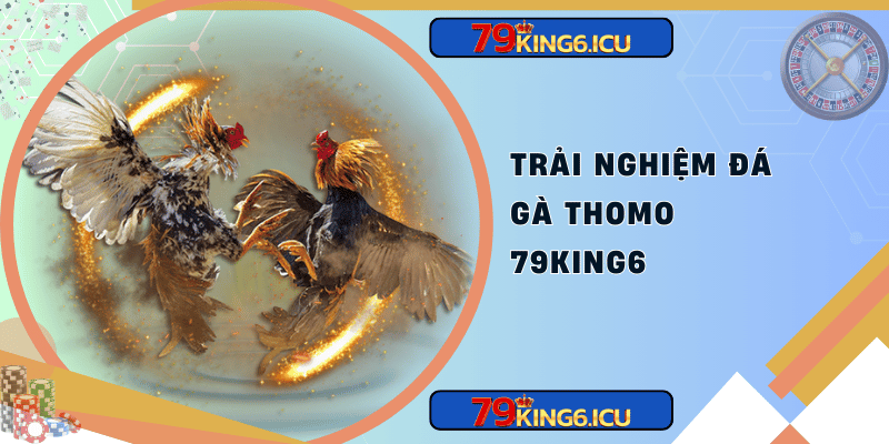 Trải nghiệm đá gà thomo 79king6