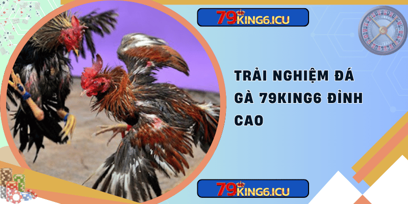 Trải nghiệm đá gà 79king6 đỉnh cao